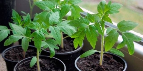 Kako se brinuti za sadnice paradajza